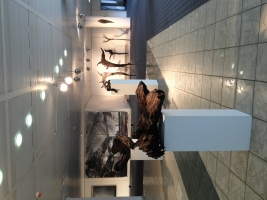 Galerie - Ausstellungen / Exhibitions